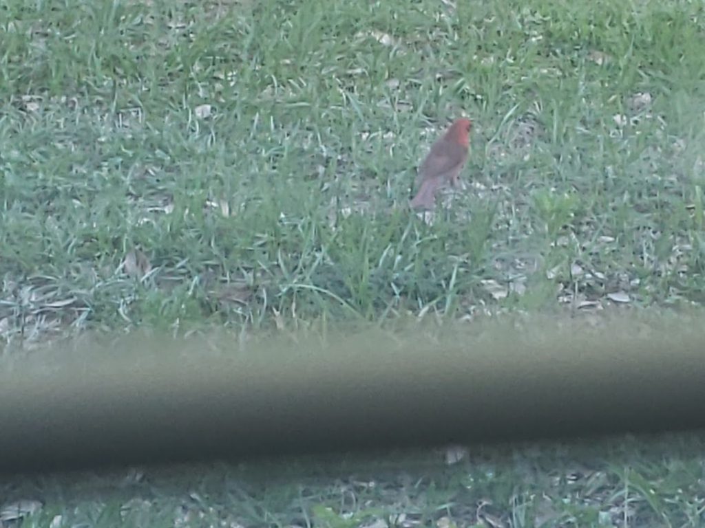 Cardinal 1