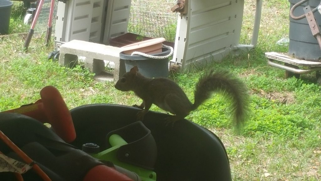 Squirrel - Feb 11, 2018 - 3