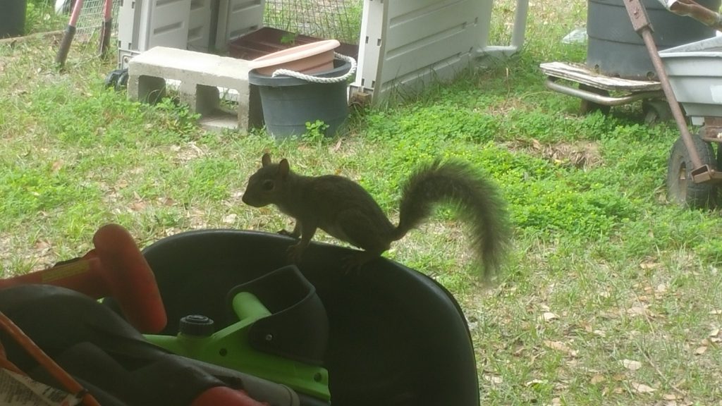 Squirrel - Feb 11, 2018 - 4