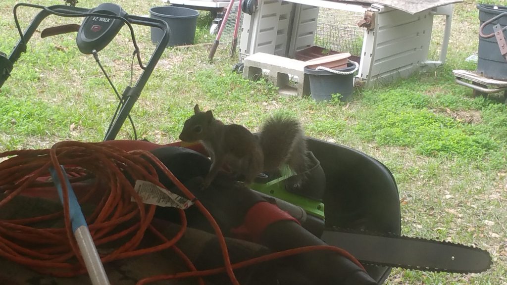 Squirrel - Feb 11, 2018 - 7