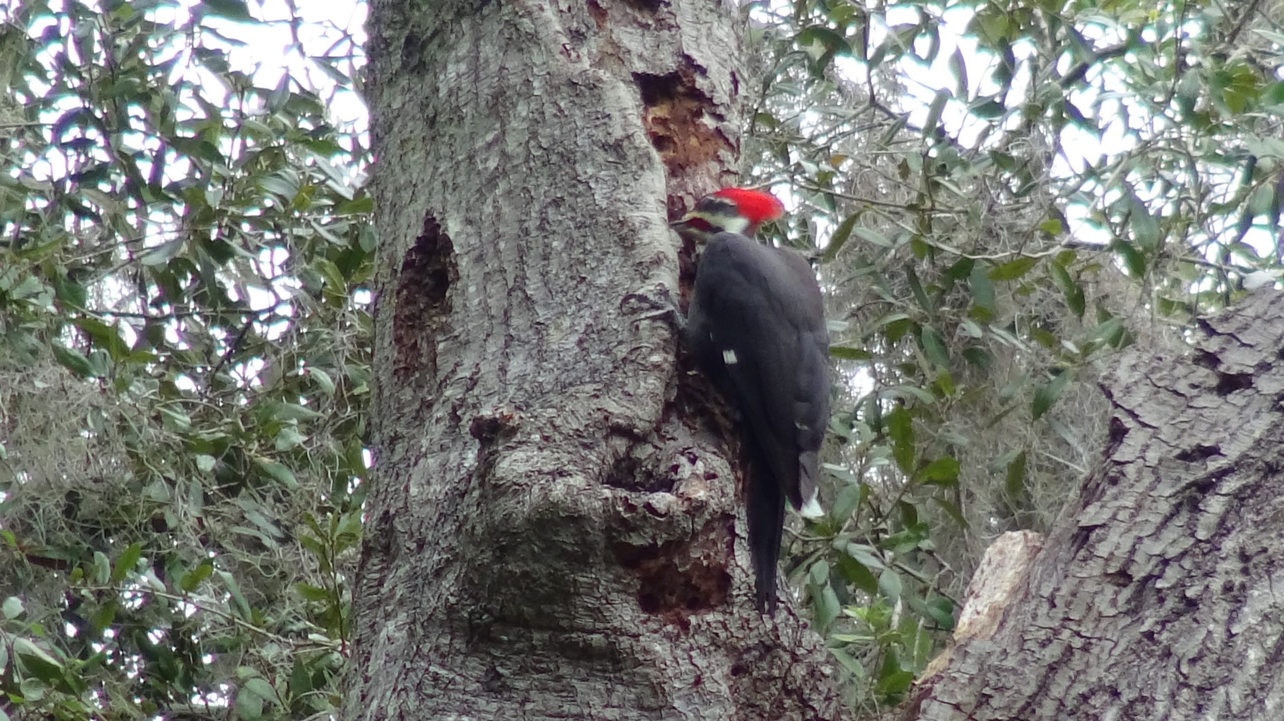 Woodpecker - 10