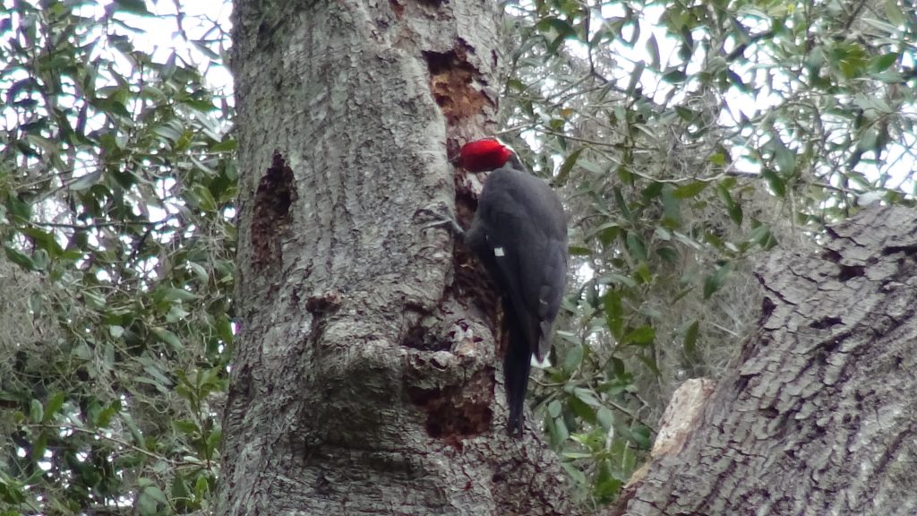 Woodpecker - 11