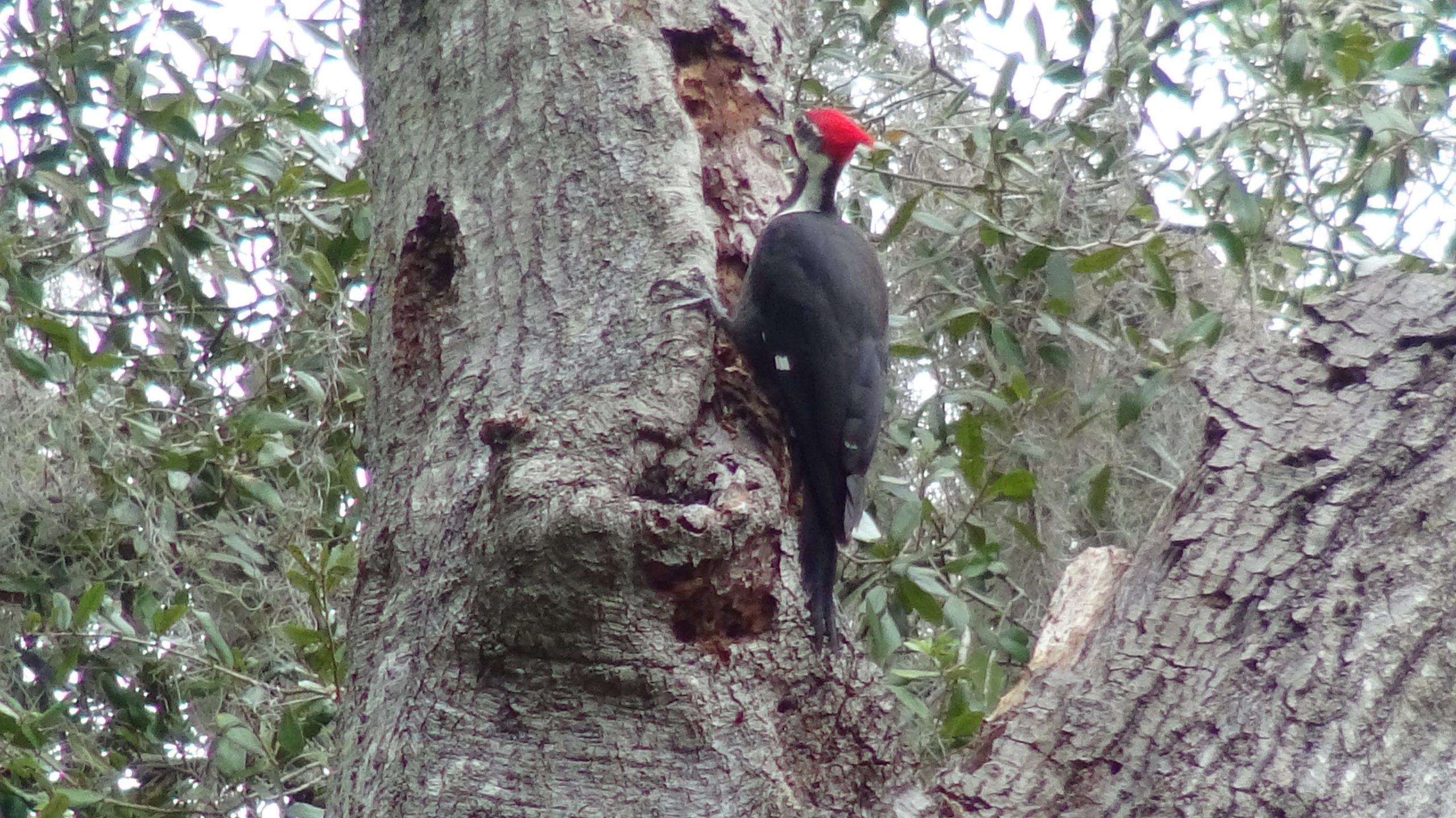 Woodpecker - 12
