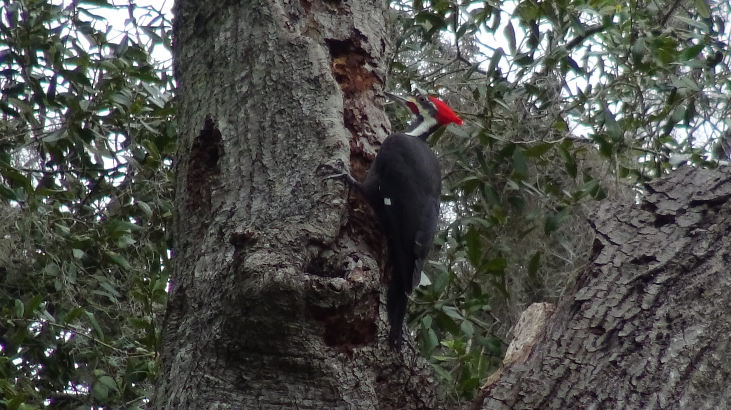 Woodpecker - 7