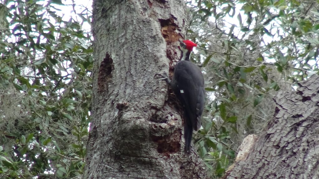 Woodpecker - 8