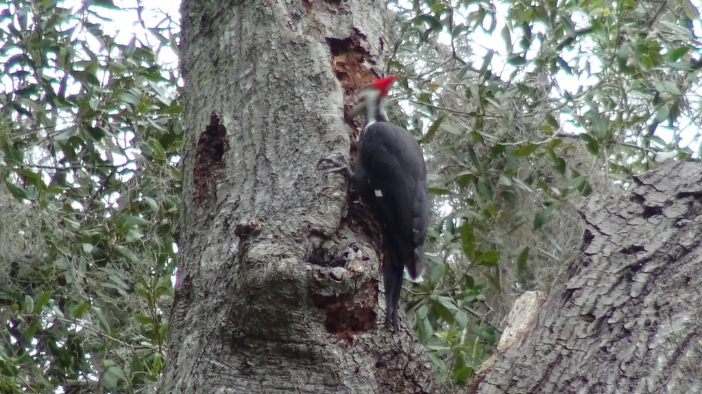 Woodpecker - 9