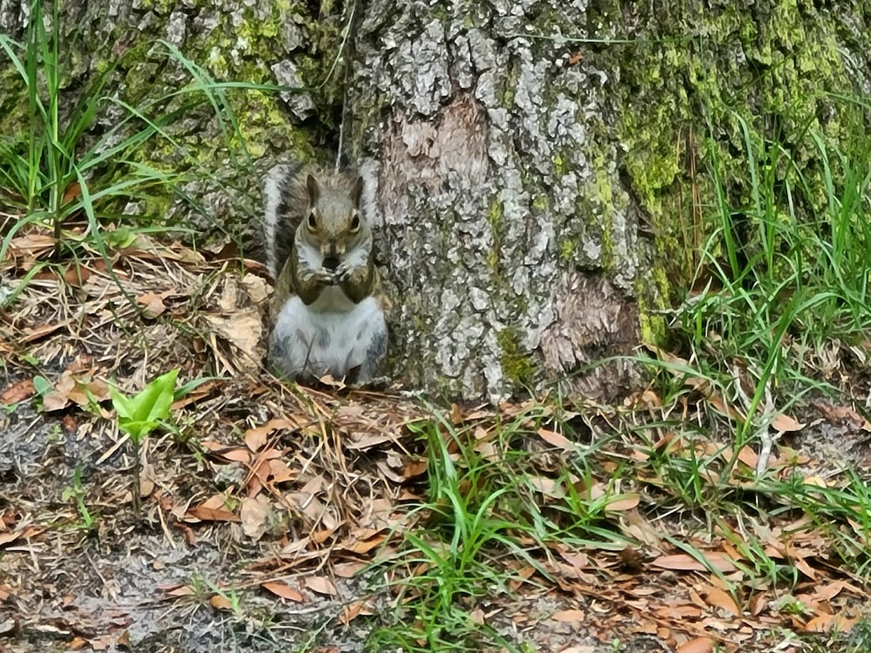 Squirrel - April 24, 2020 - 4