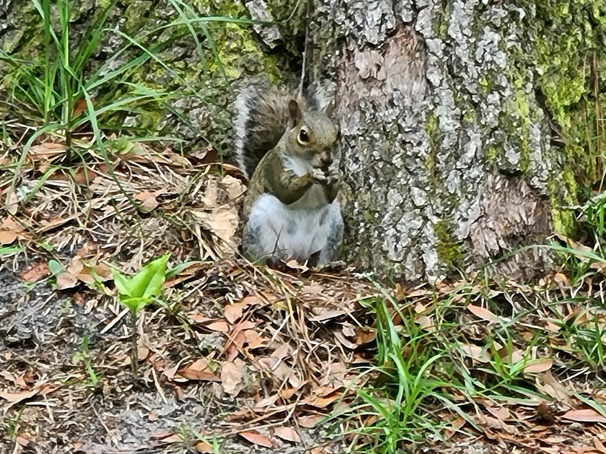 Squirrel - April 24, 2020 - 5