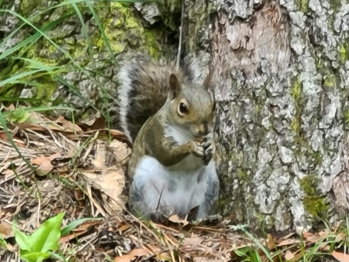 Squirrel - April 24, 2020 - 6