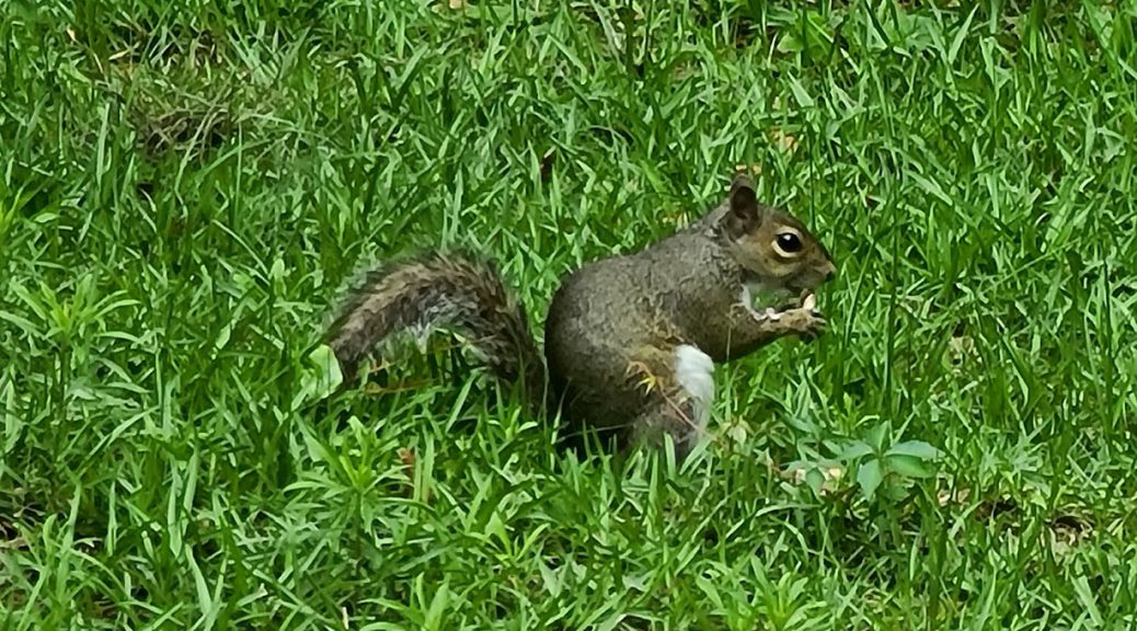 Squirrel - April 24, 2020 - 8