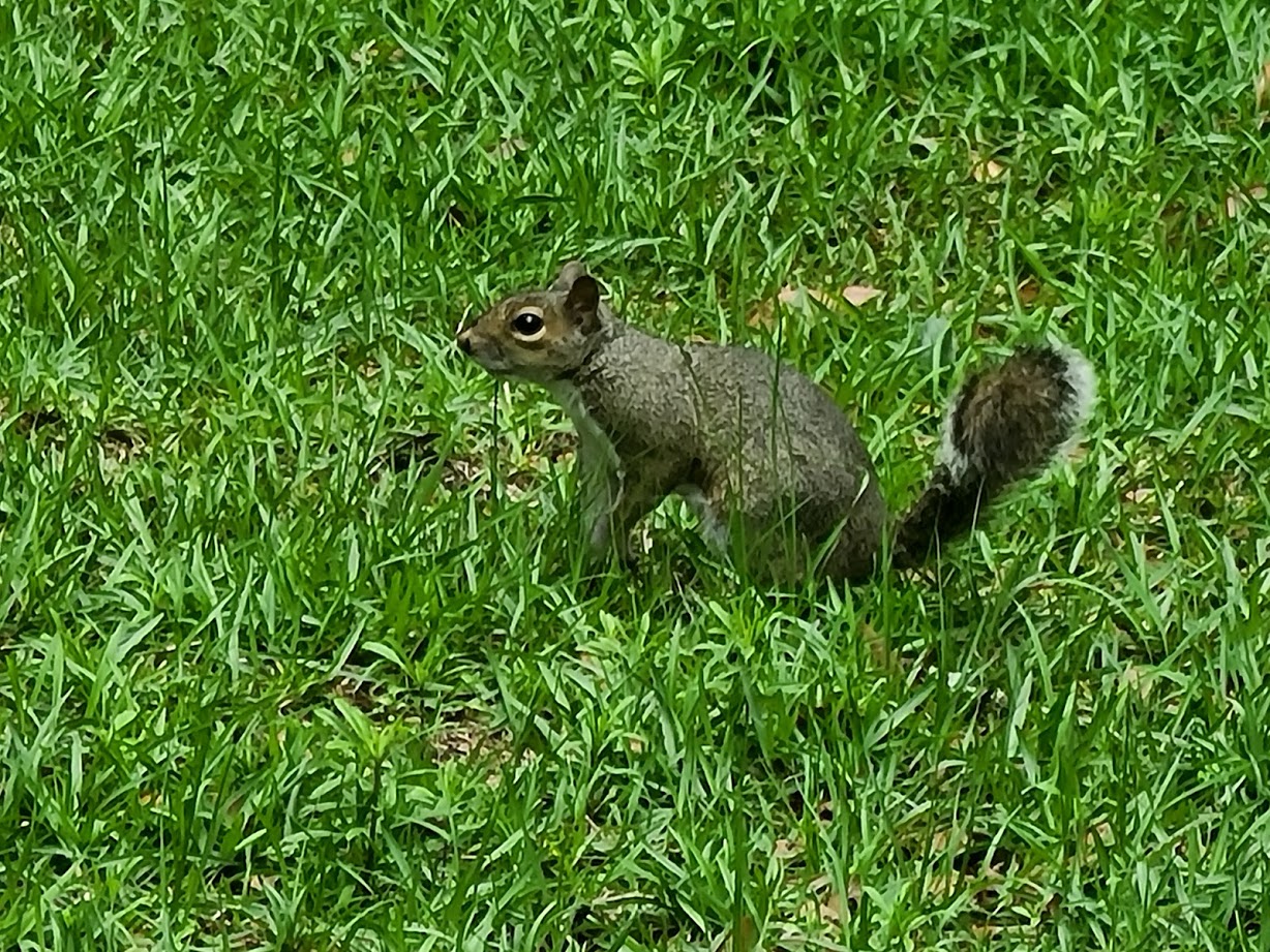 Squirrel - April 24, 2020 - 15