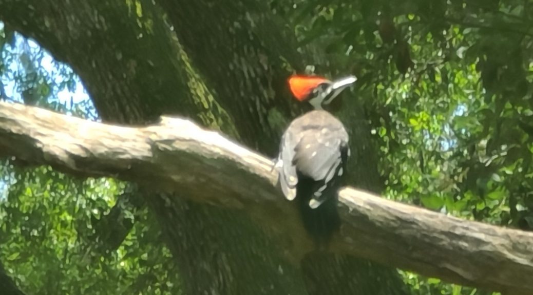 Woodpecker 2020-06 - 12