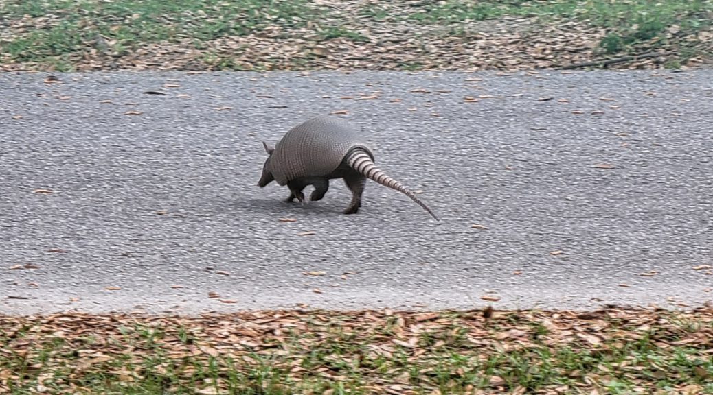 Armadillo crossing the street 2021-03-18 - 4