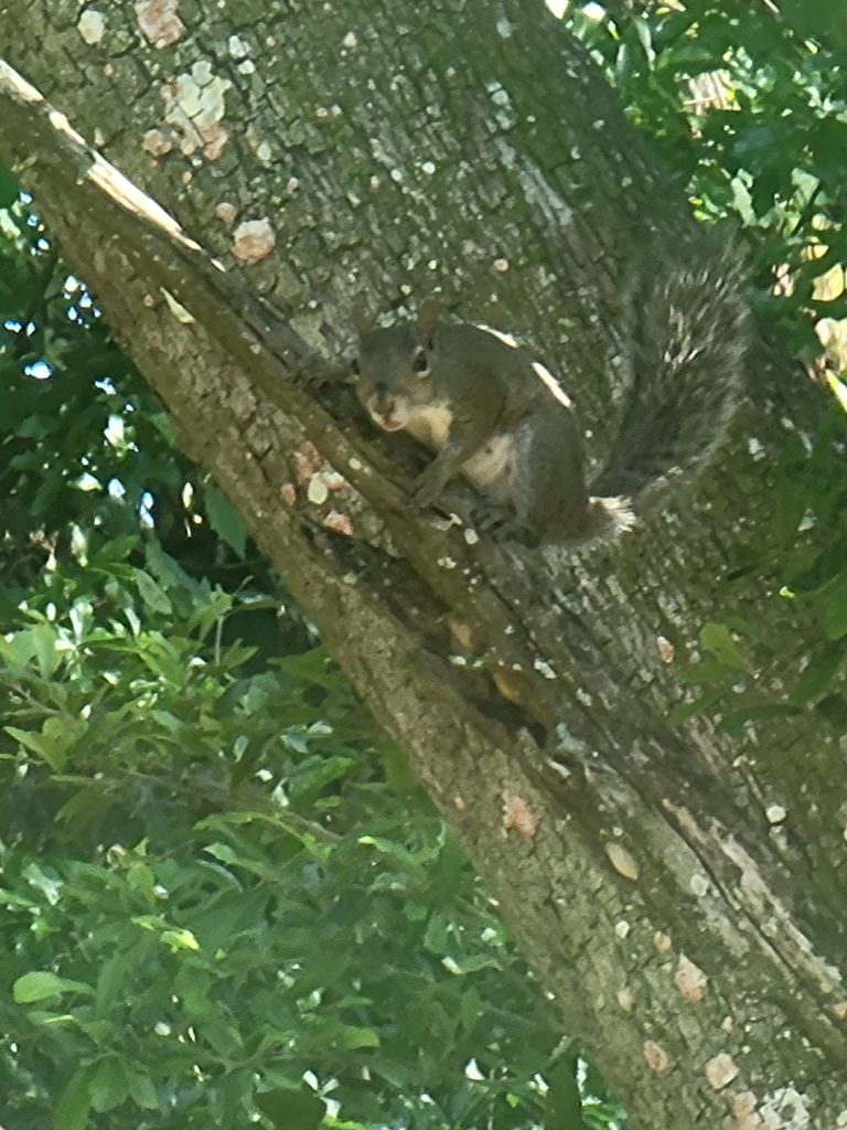 Squirrel June 1st, 2021 2
