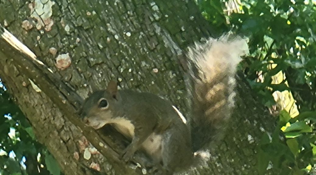 Squirrel June 1st, 2021 3