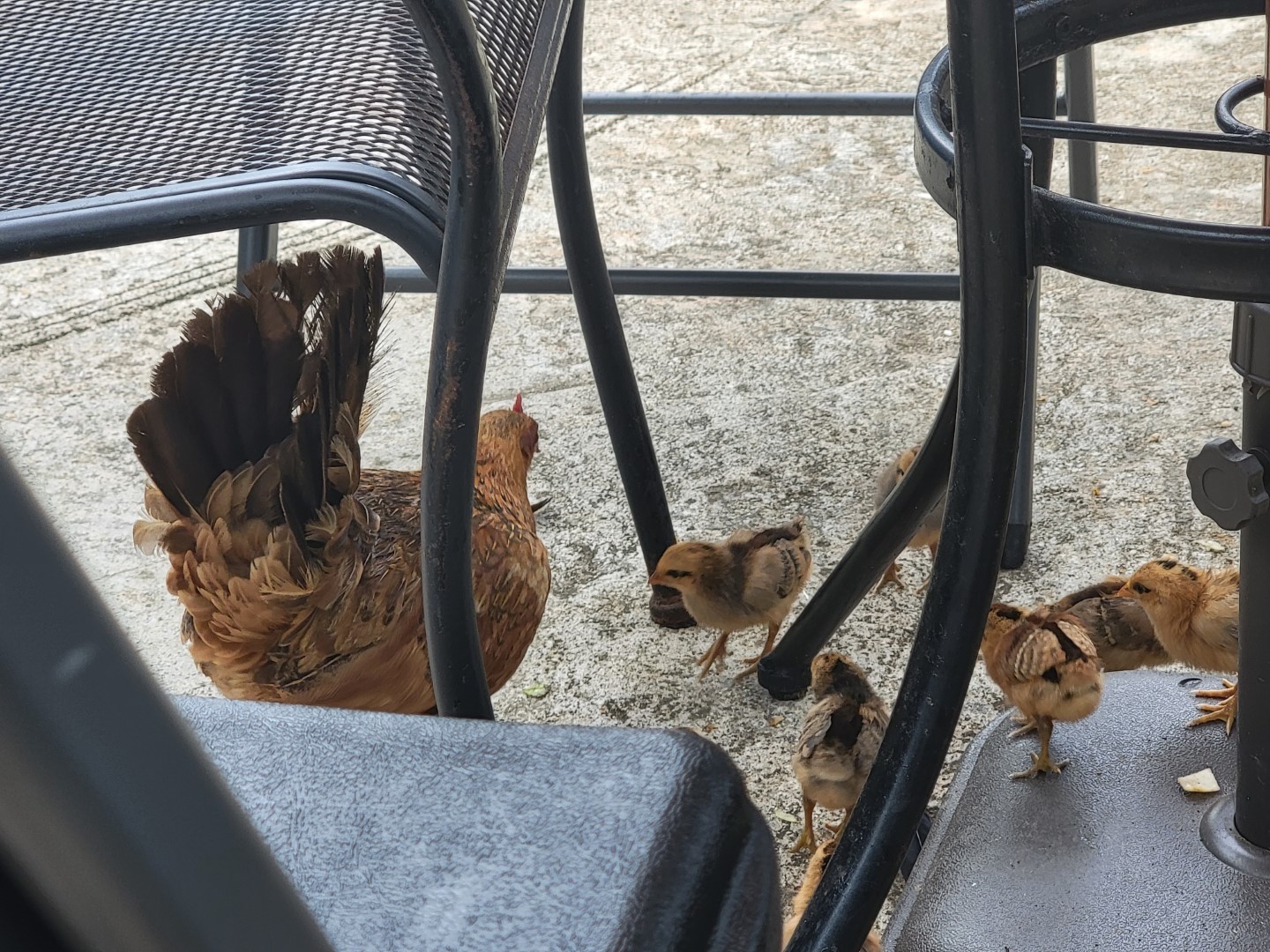 Chicken with chicks (2021-07) 1