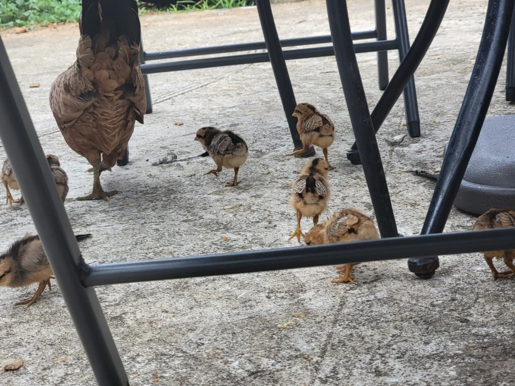 Chicken with chicks (2021-07) 3