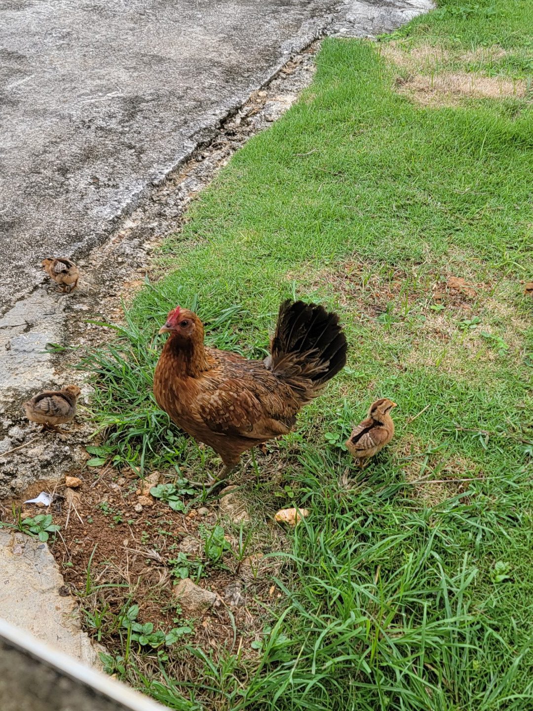 Chicken with chicks (2021-07) 5