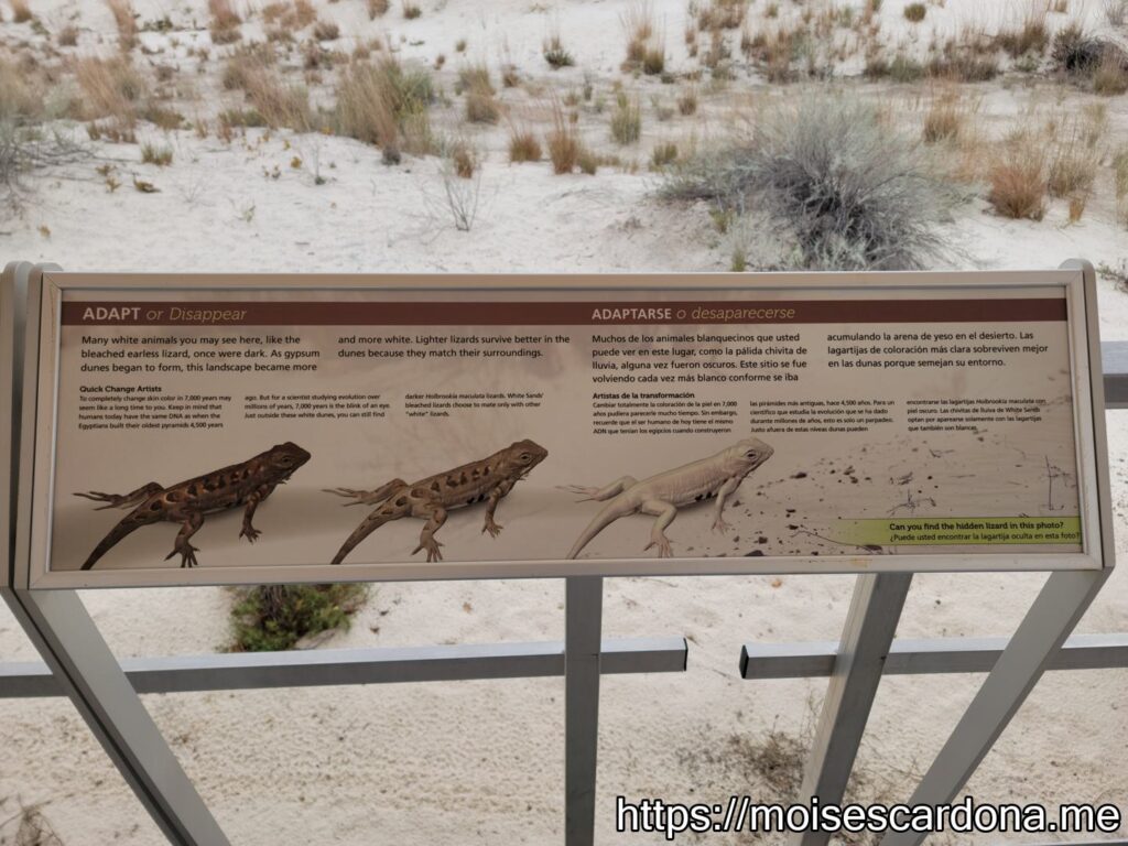 White Sands National Park, New Mexico - 2022-10 070