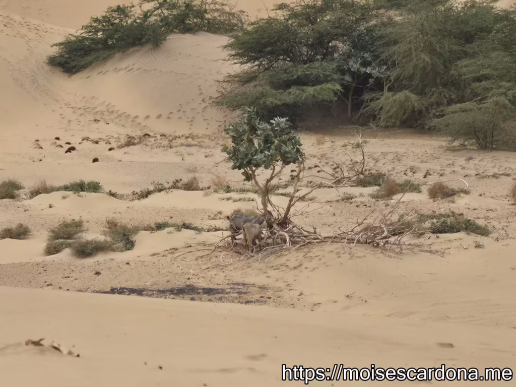 Parque Nacional Medanos de Coro 10