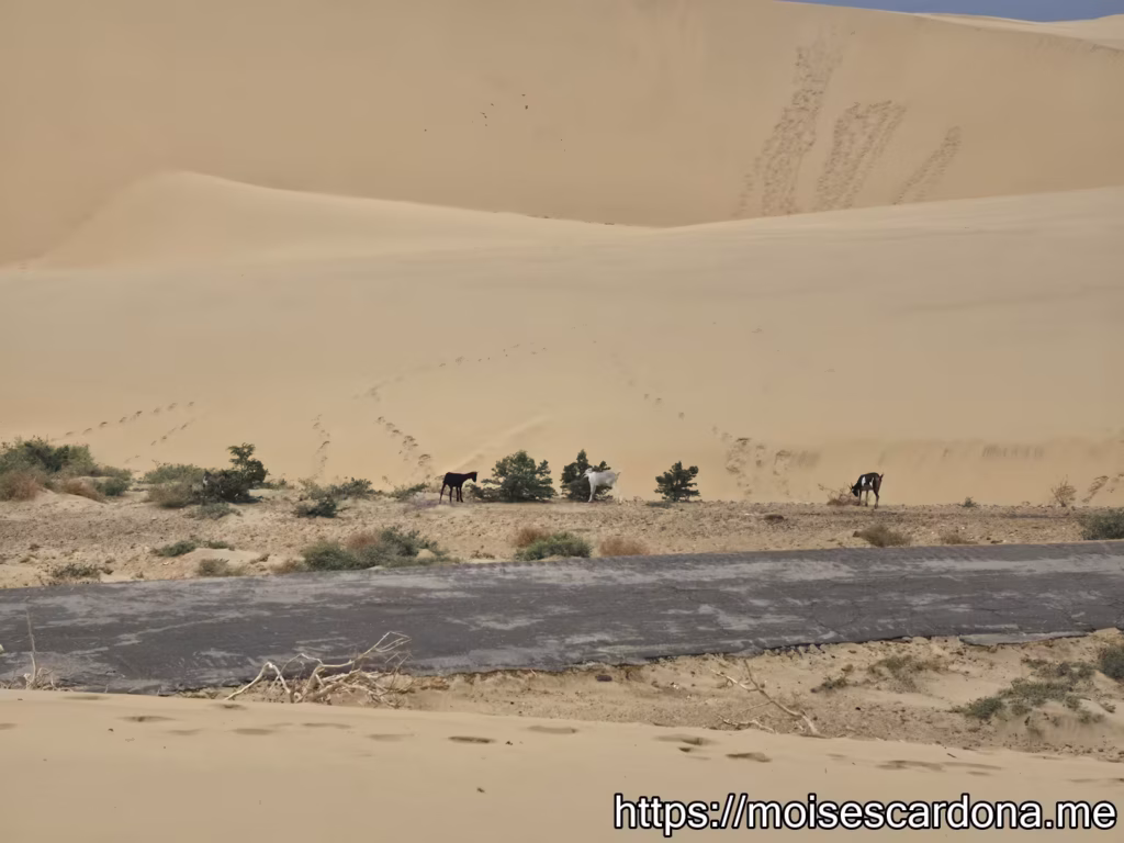 Parque Nacional Medanos de Coro 11