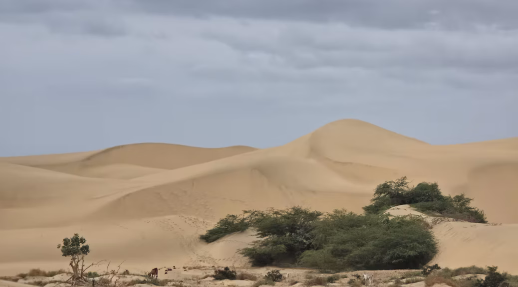 Parque Nacional Medanos de Coro 13