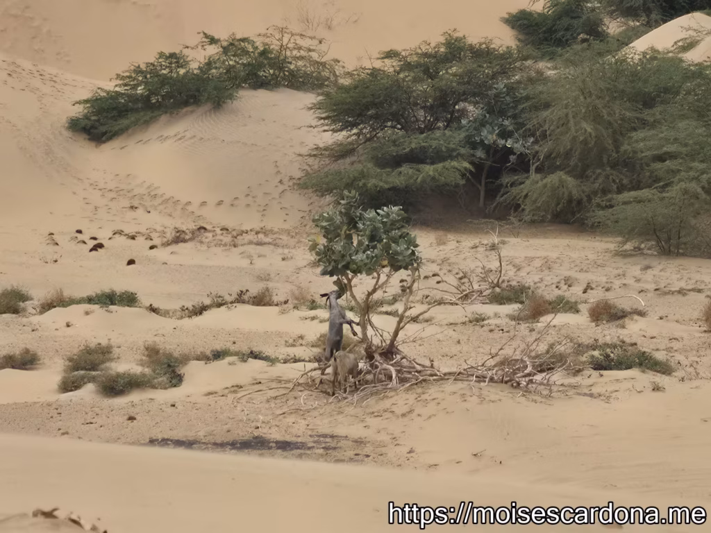 Parque Nacional Medanos de Coro 9